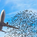 BCMS-VENTUR-BIRDSTRIKE-THE-EDGE-COMPANY-AIRPORT-SAFETY