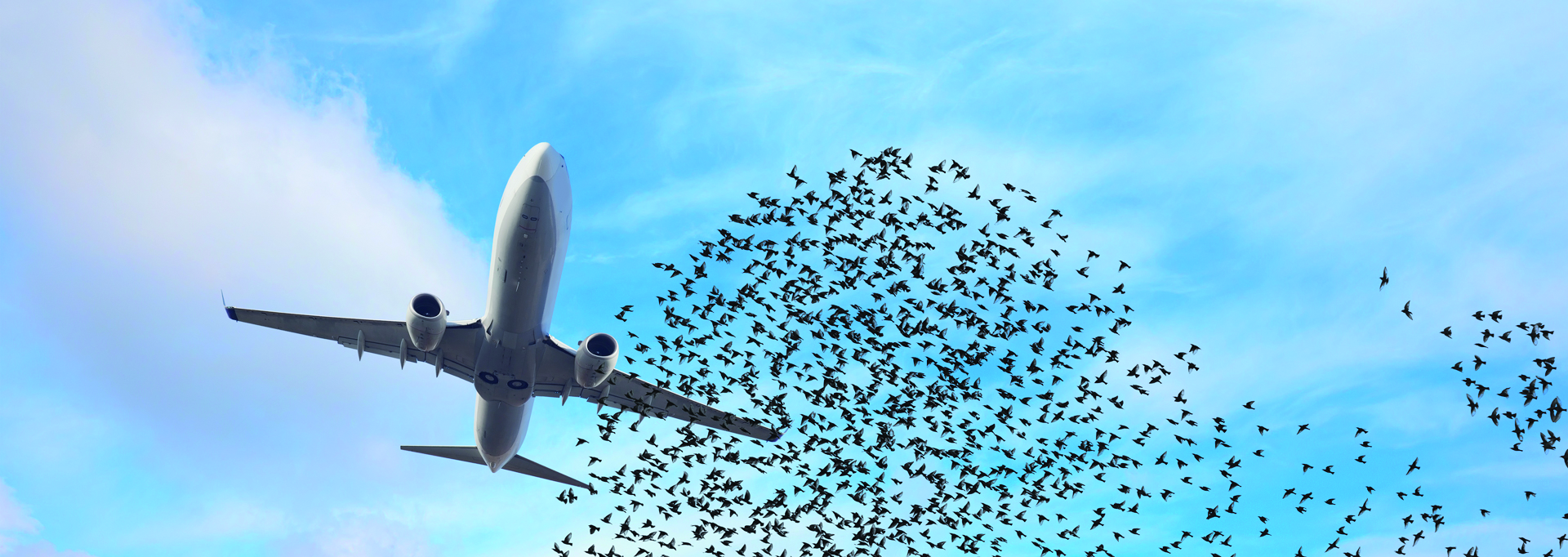 BCMS-VENTUR-BIRDSTRIKE-THE-EDGE-COMPANY-AIRPORT-SAFETY